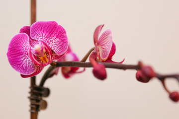 White and Purple Phalaenopsis Orchid