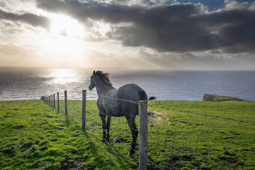 Sunset and a horse