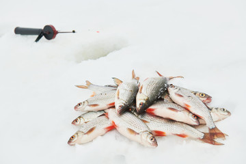 winter fishing. Roach fish catch on snow