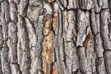 Bark of a tree. Wood