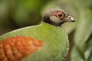 Crested partridge
