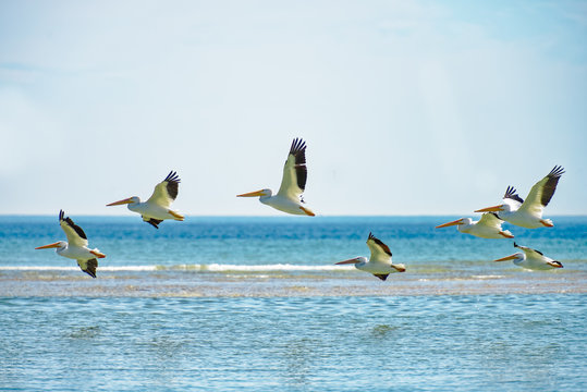 Many white pelicans flying by sandbar
