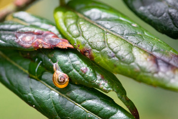 Snail on a leaf