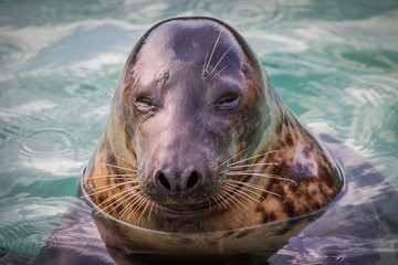 Fototapeta premium Seal portrait