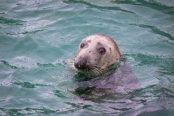 Fototapeta premium Seal in water