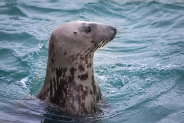 Seal in water