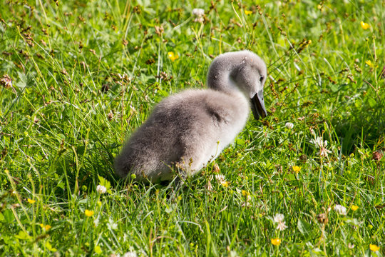 young swan on a walk