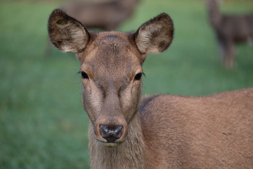 Deer
