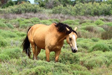 cheval dans marais camargue