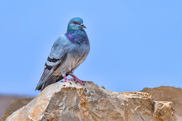 bird as seen on the stones of Mount Massada Israel