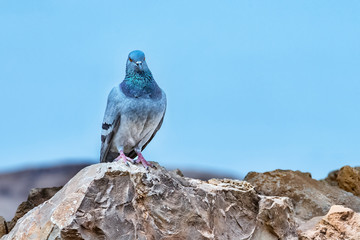 Close-up of a bird sitting on a stone, on the top of Mount Massada Israel bird as seen on the stones of Mount Massada Israel