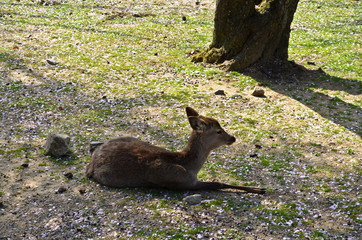 Nara-koen, Japon