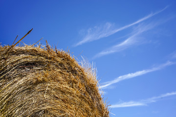 Alfala Rolls in Field, Golden haystacks on the field against bright sun