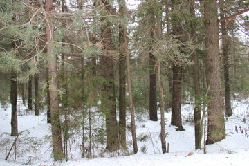 Obraz premium Pine forest in winter