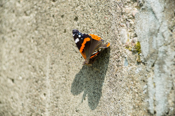 Fototapeta na wymiar a butterfly sitting on a concrete wall, on a sunny summer day.
