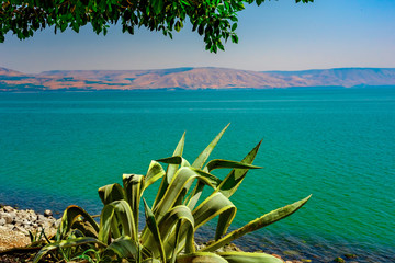 the vegetation on the edge of the turquoise lake of Galilee Israel