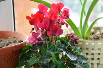 Beautiful summer flower and small plant pot displayed in the window. flower in a pot on the desktop. female hand spraying a flower