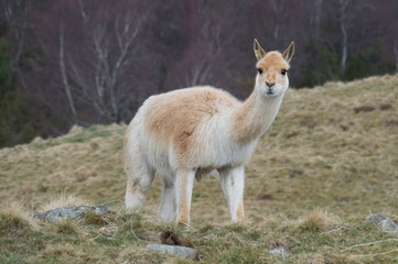 llama