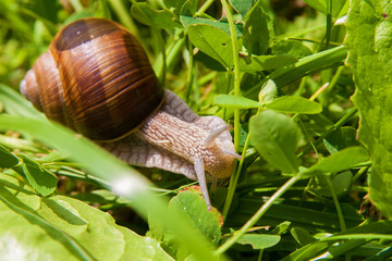 snail crawling on green leaves