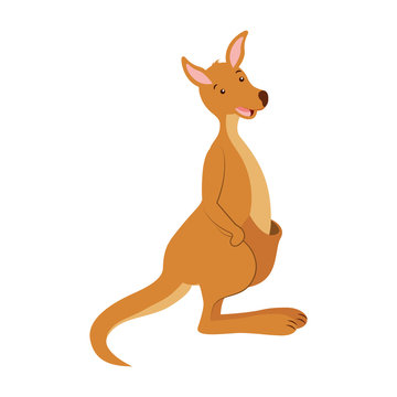 kangaroo australian fauna on white  background