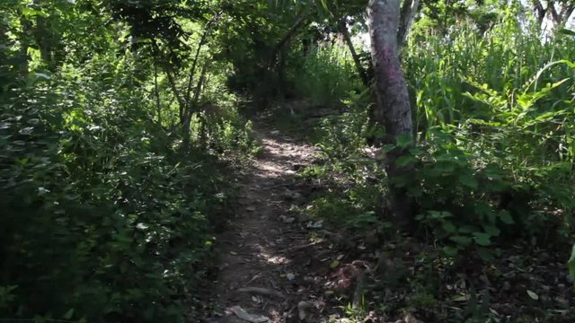 Walk through jungle path