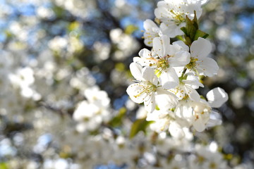 blooming cherry tree