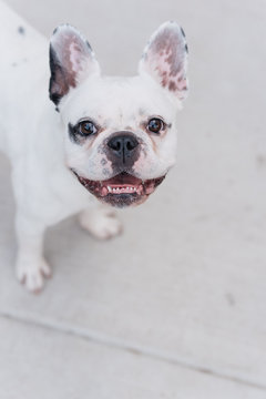 french bulldog smiling