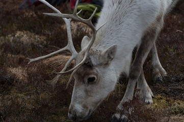 reindeer