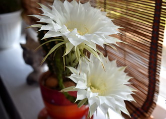 cactus in bloom