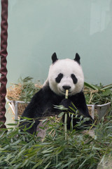 giant panda eating bamboo