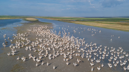 white pelicans in Danube Delta, Romania