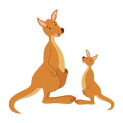 kangarro and baby australian wildlife