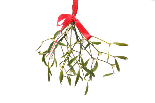 Mistletoe against white