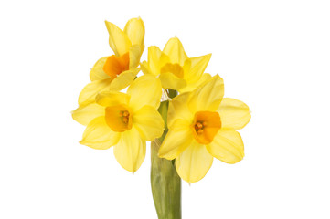Sol narcissus flowers