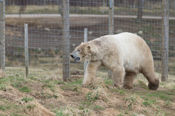 polar bear in zoo