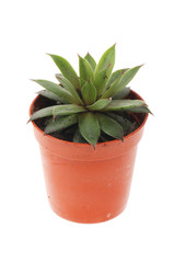 Succulent in a pot