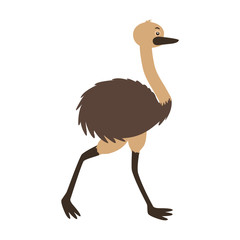 emu fauna on white background
