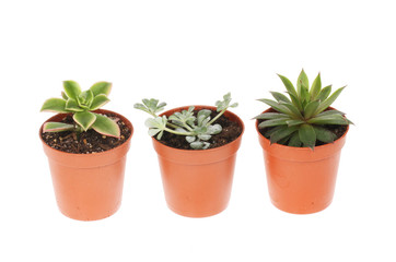 Three succulent plants