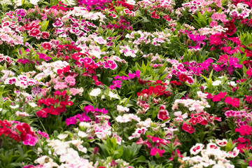 Dianthus many color in garden.