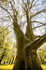 Naklejka premium Very old thick and big tree