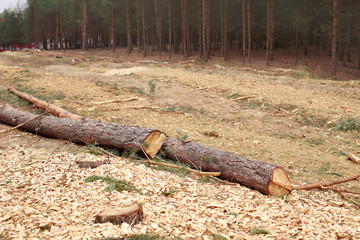 Environment, nature and deforestation forest - felling of trees