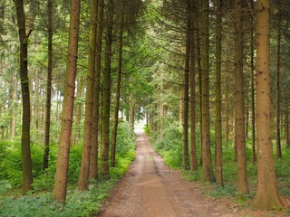 Fichtenbäume säumen Forststraße im Wald