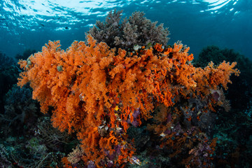 Naklejka na ściany i meble Orange Soft Corals in Raja Ampat