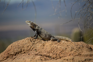 Spiny Tailed Iguana