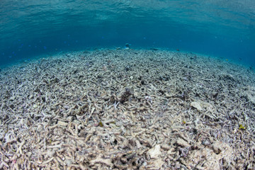 Naklejka na ściany i meble Destroyed Coral Reef in Indonesia