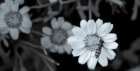 Bee and flower in Monocrome