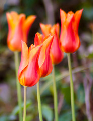 Red and Saffron Tulips in a row 