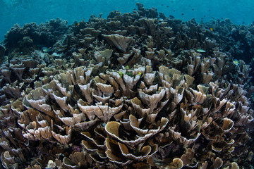 Fototapeta na wymiar Fragile Foliose Corals Begin to Bleach in Raja Ampat