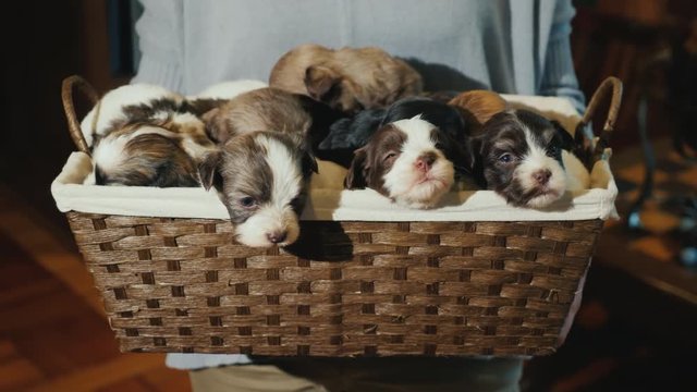 A woman holds a basket full of little puppies. Unexpected gift for Christmas