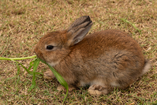 Small rabbit brown color eat morning glory on the grass.